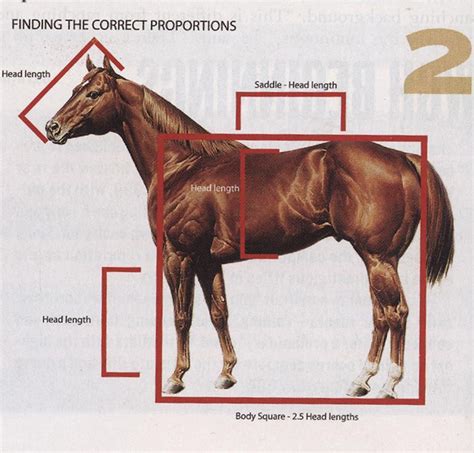 horse cock facts|How Big Is a Horse PP: Understanding Size and Proportions